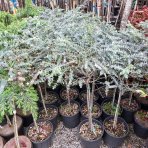 Eukalyptus (Eucalyptus) ´GUNNII´ - výška 70-90 cm, kont. C7L - NA KMIENKU (-13°C)